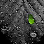 teardrop on leaf