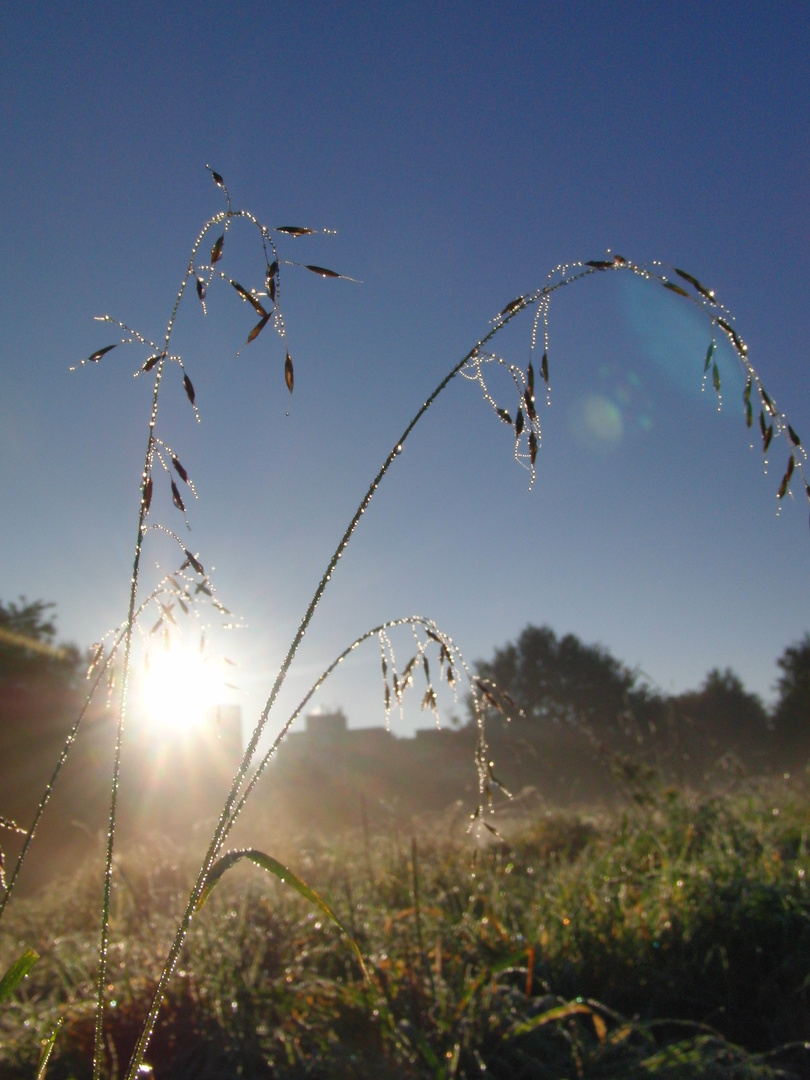 Teardrops in nature