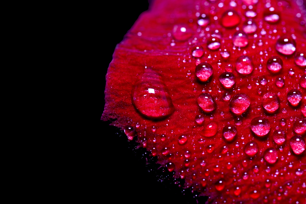 Tears of a Rose