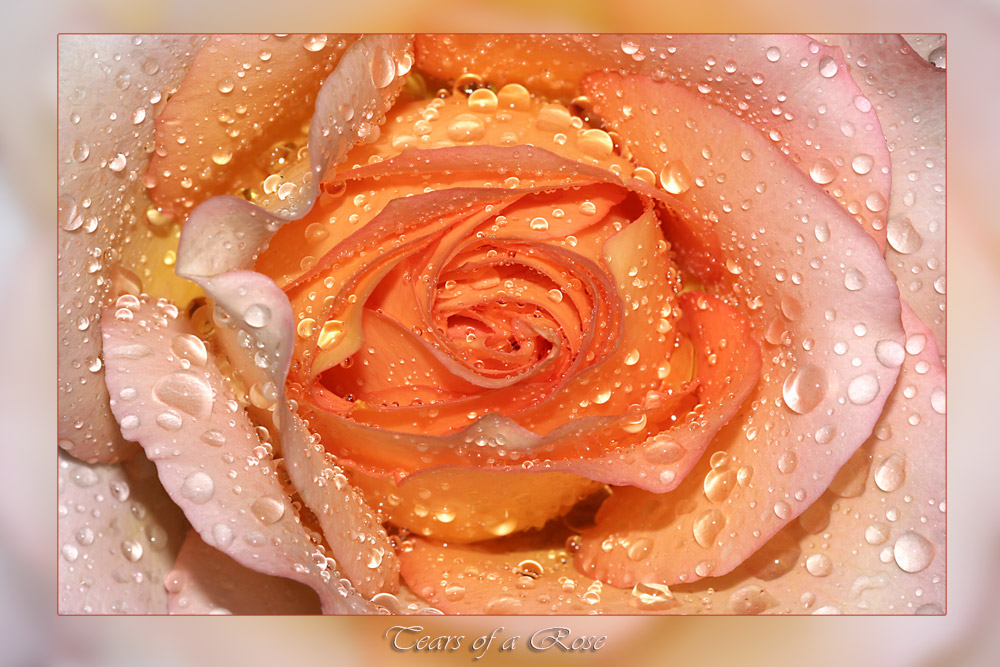 Tears of a Rose