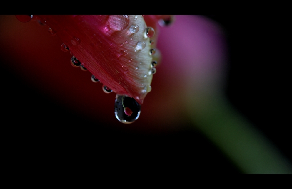 °°°tears of a tulip°°°°°