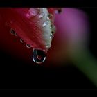 °°°tears of a tulip°°°°°