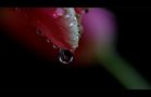 °°°tears of a tulip°°°°° von Timberleys