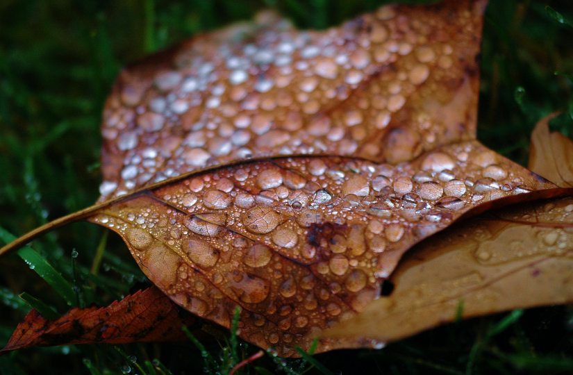 Tears of Autumn