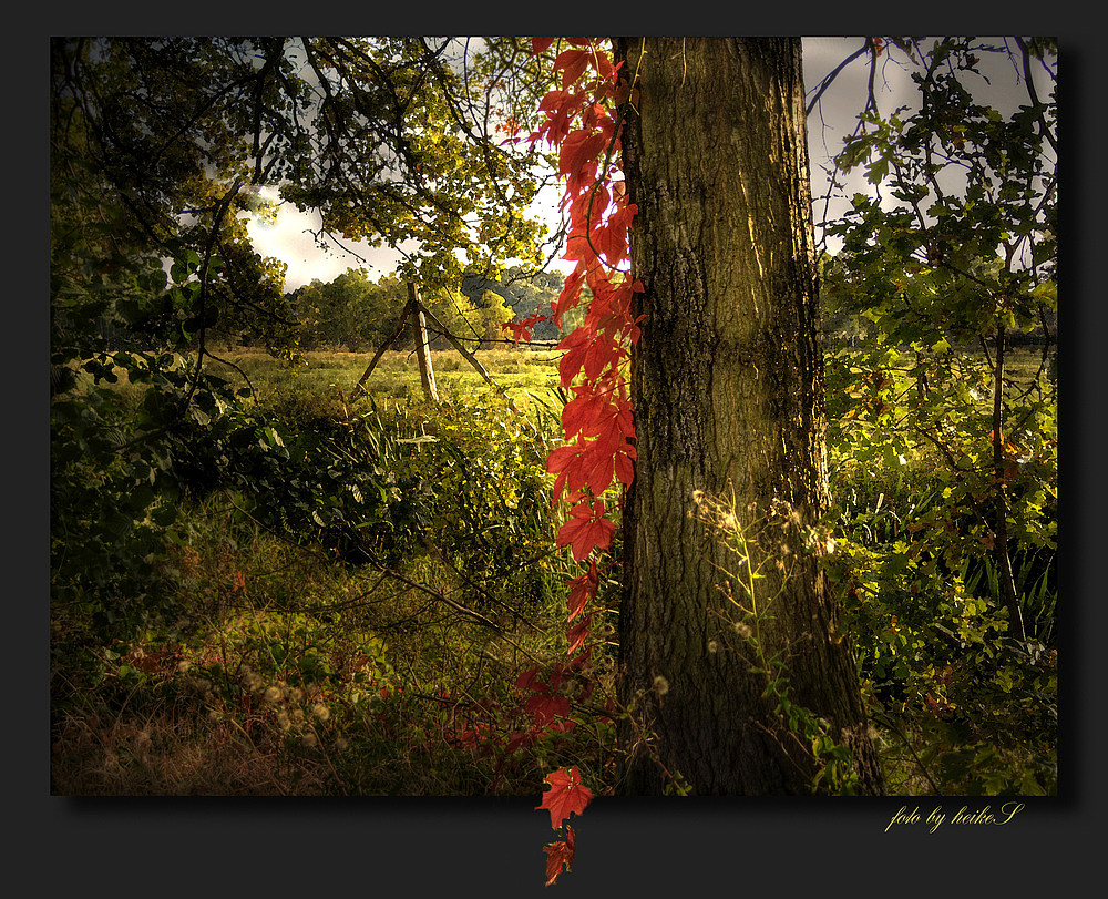 Tears of Autumn