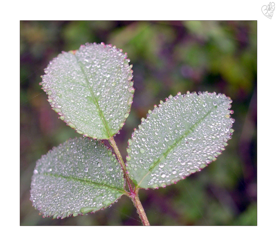 Tears of dew