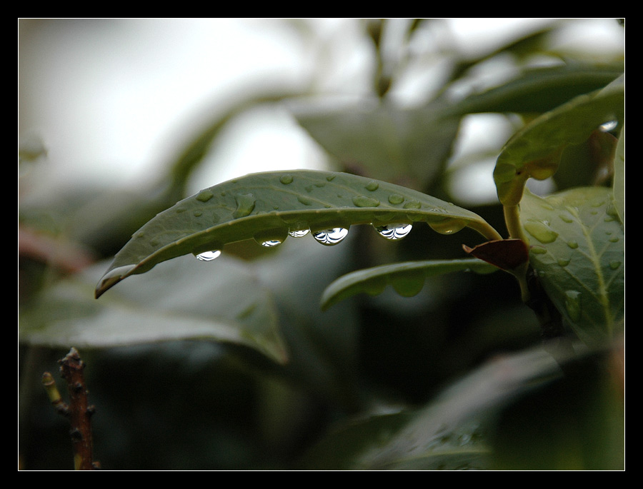 Tears of Nature