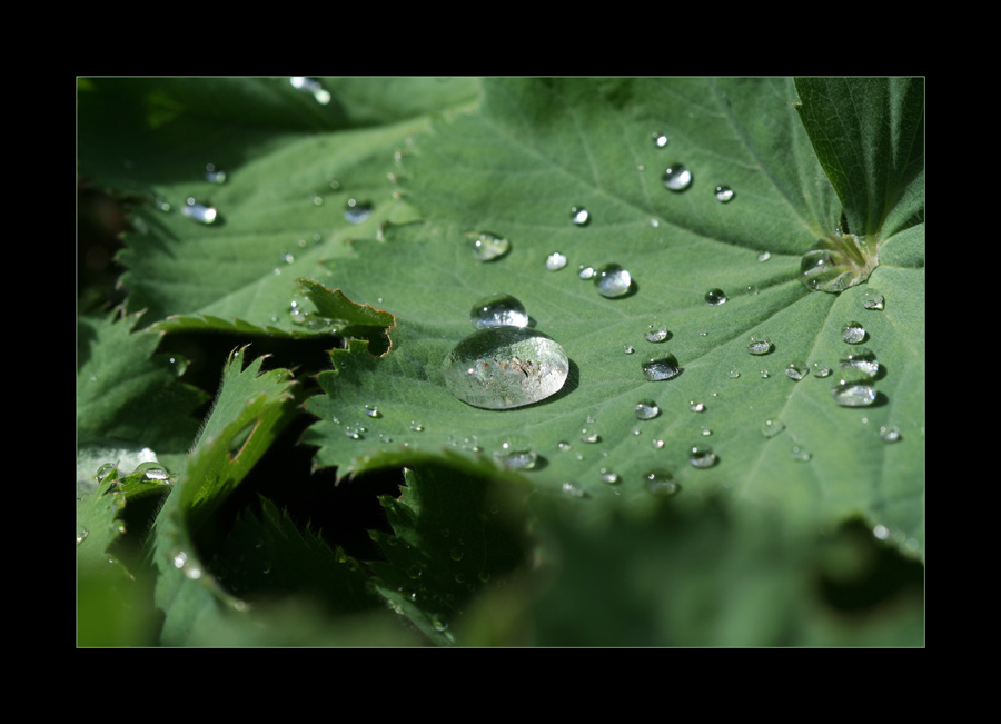 tears of nature