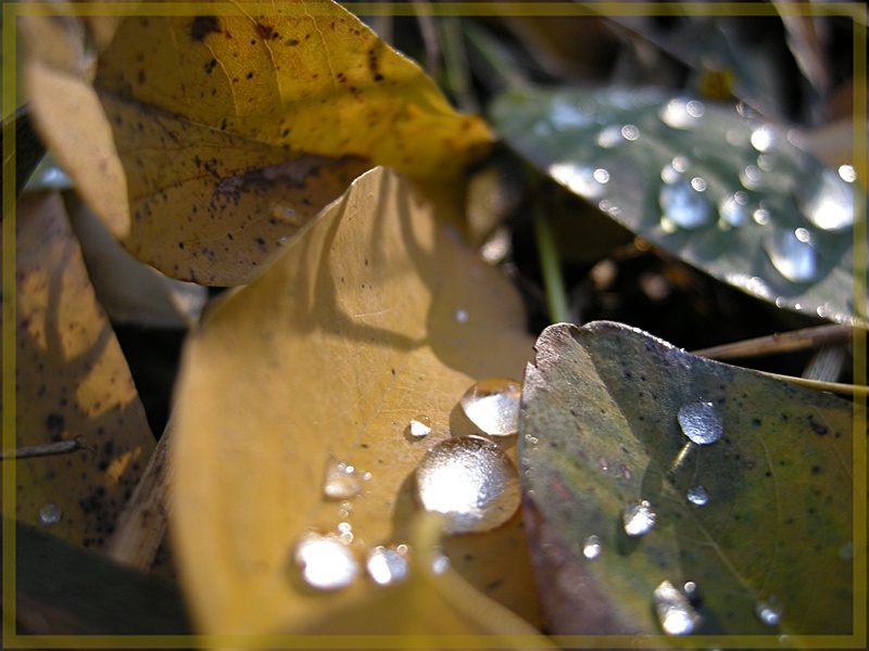 tears of nature