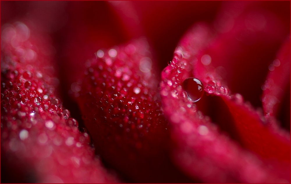 tears of passion by Thor Schulze