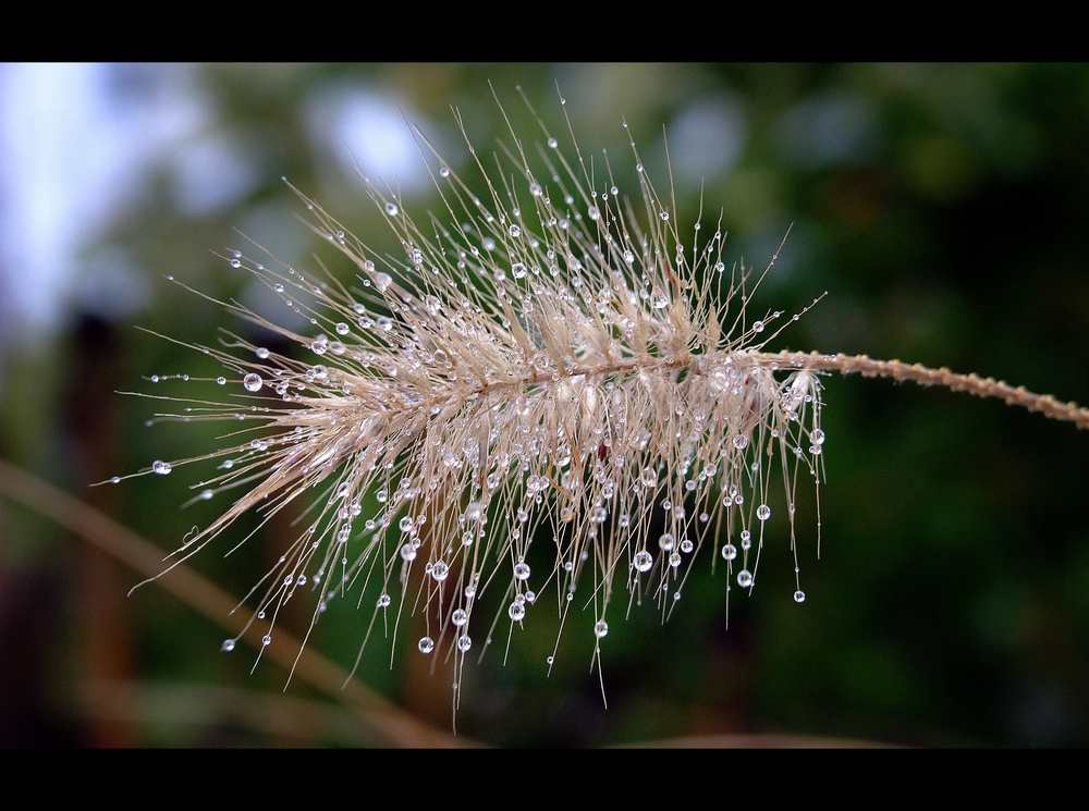 Tears of Snow