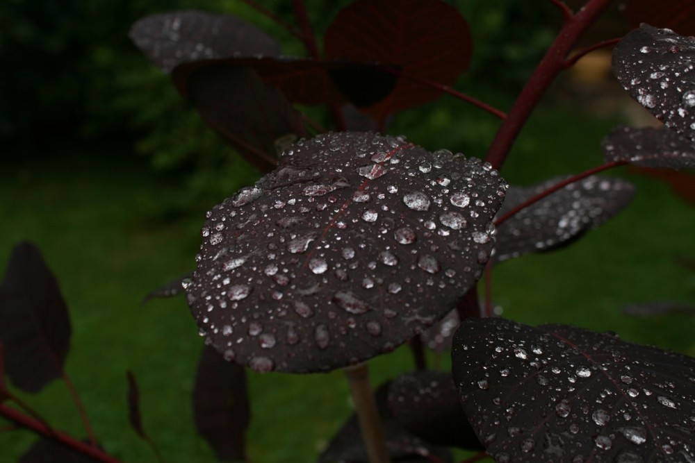 Tears of the garden fairies