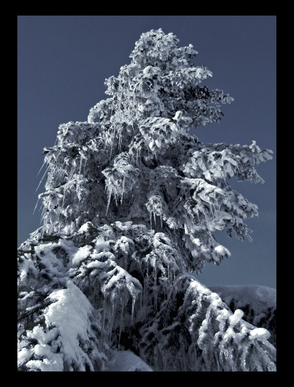 tears of winter