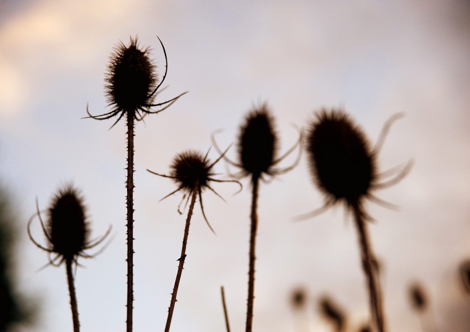 Teasel