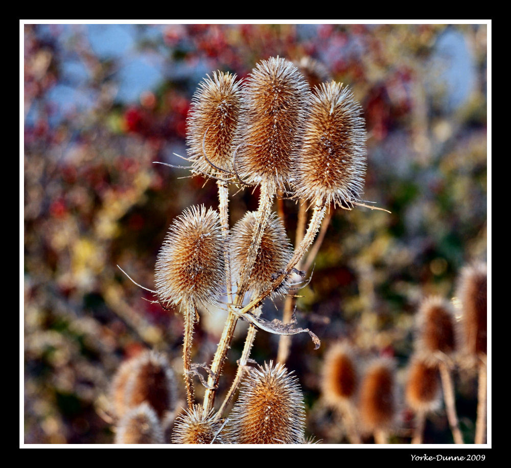 Teasel