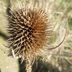 Teasel