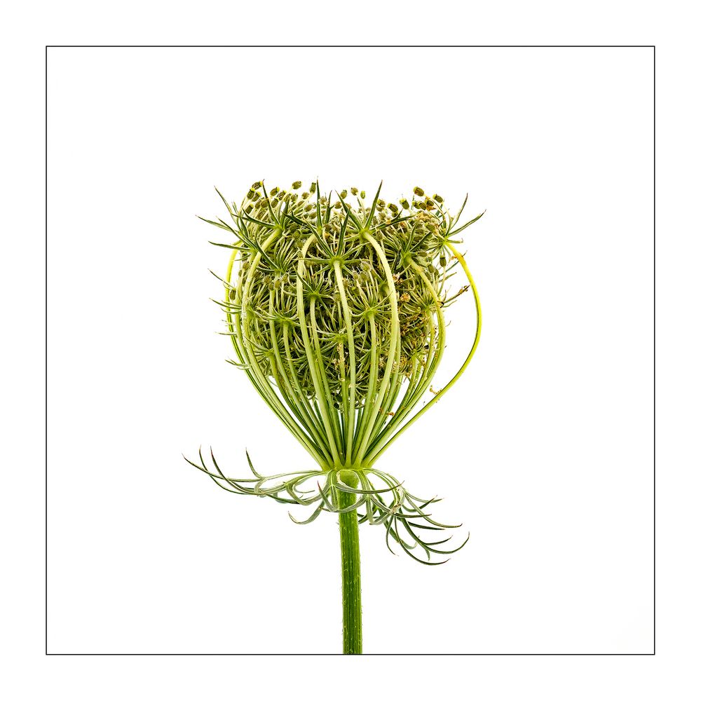 Teasel in a box