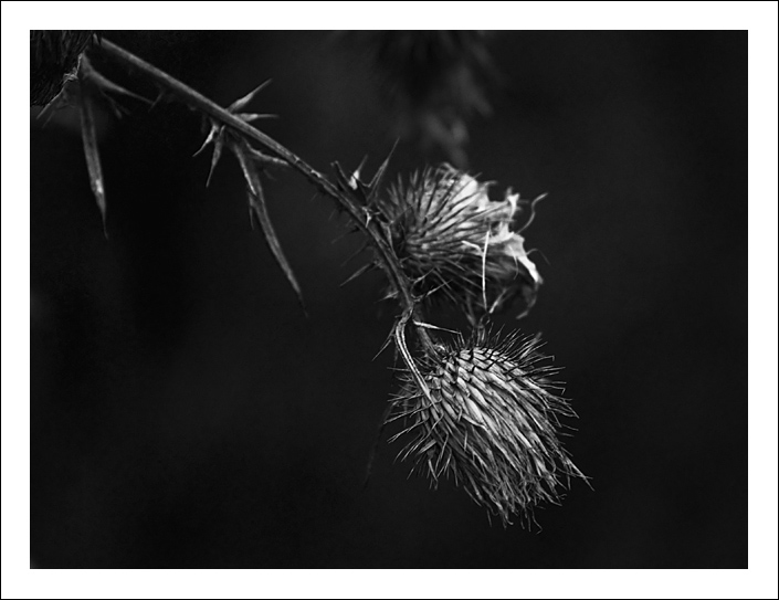 Teasel in b&w