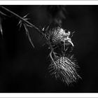 Teasel in b&w