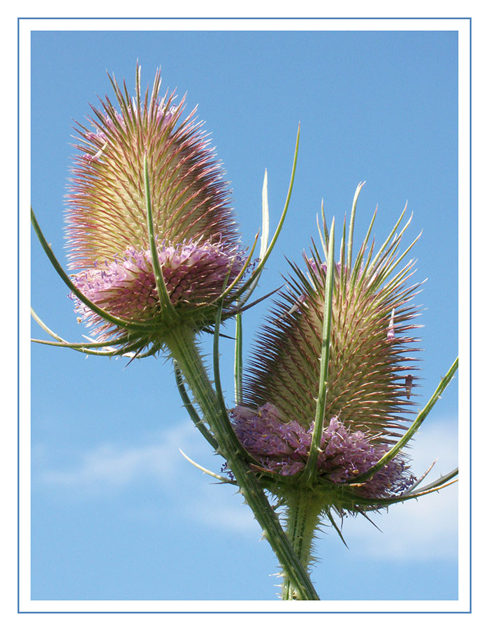 Teasel in Flower