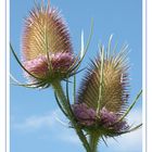 Teasel in Flower