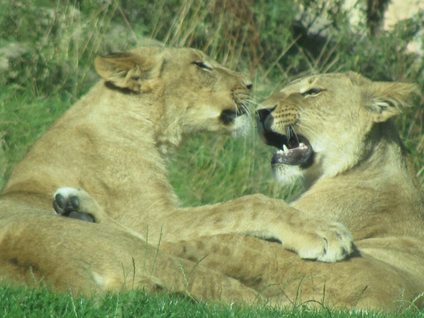 teasing lions