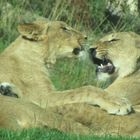 teasing lions