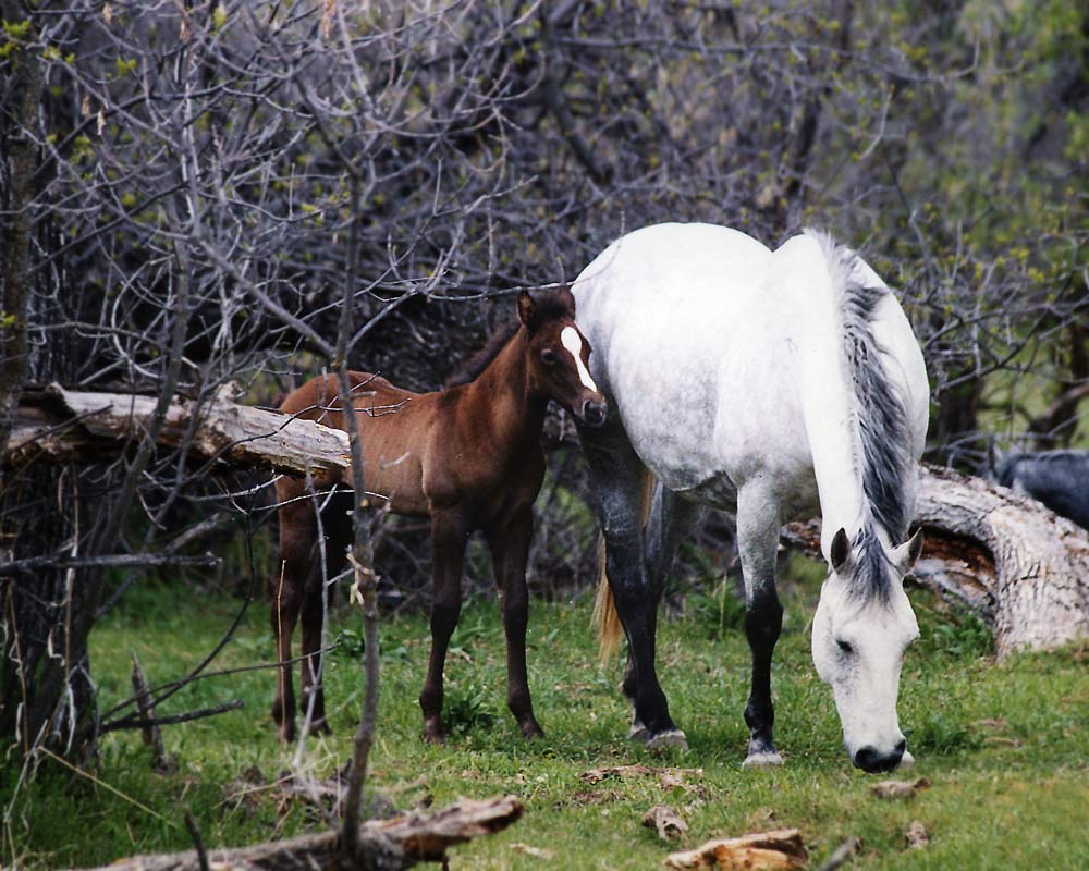 Teaspoon and his Mum