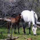 Teaspoon and his Mum