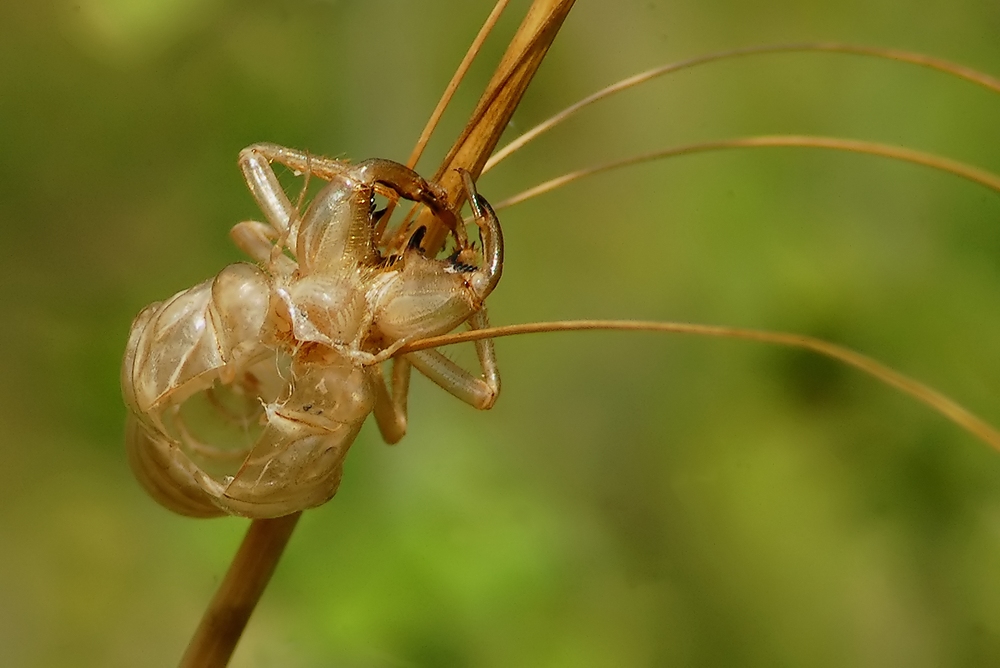 TECA DI CICALA