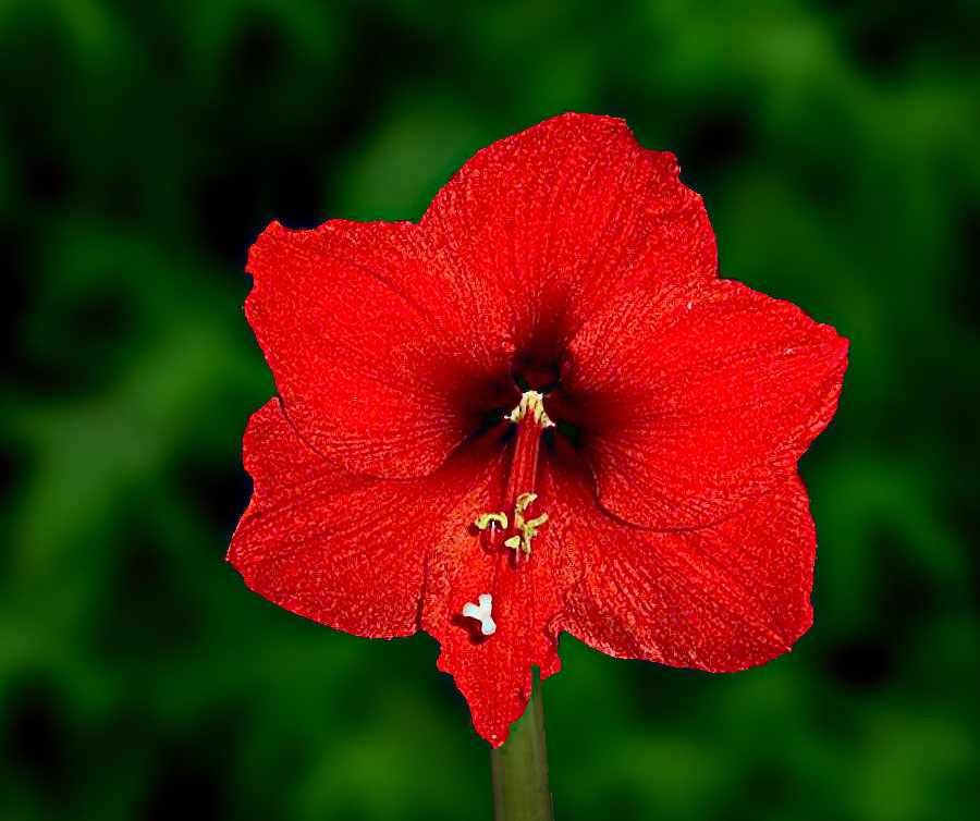 Technique  Retouche photo Amaryllis