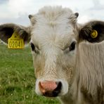 Technische Aufrüstung auf dem Lande: Selbst Kühe haben jetzt Bluetooth-Headsets