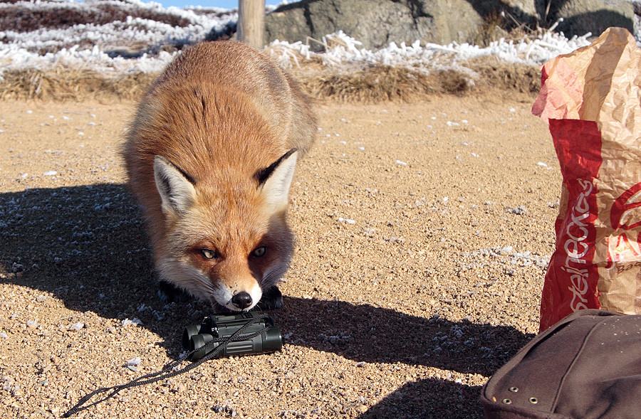 Technisches Verständnis? - ich bin ja *Fuchs+