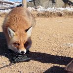 Technisches Verständnis? - ich bin ja *Fuchs+