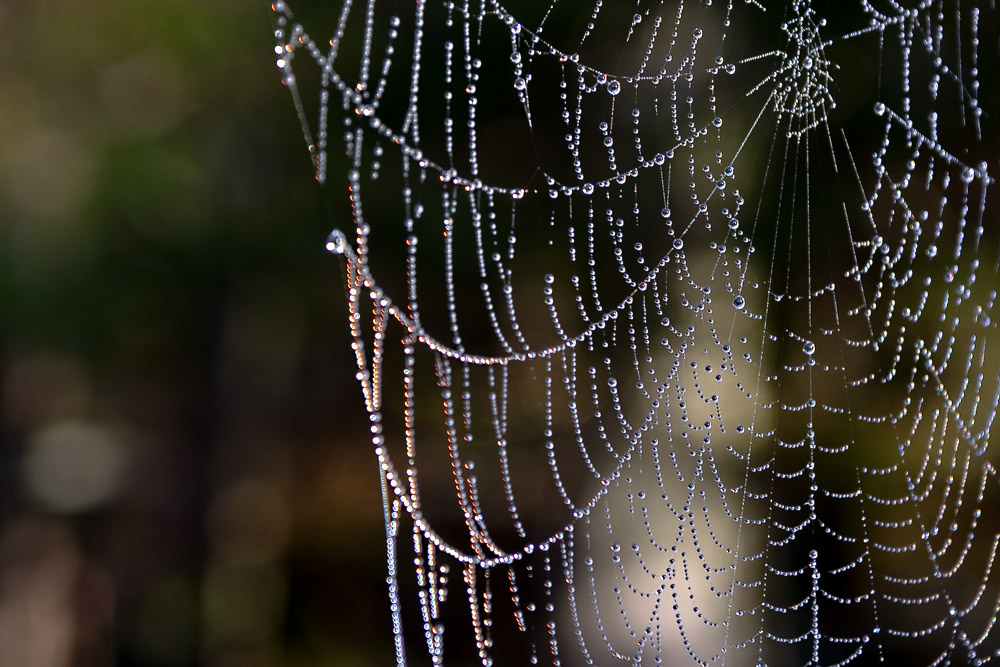 Technisches Wunder der Natur