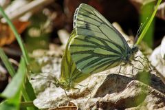 Techtelmechtel bei Licht und Schatten