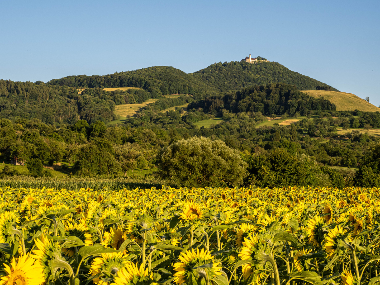 Teckberg mit Sonnenblumen 2