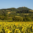 Teckberg mit Sonnenblumen 2