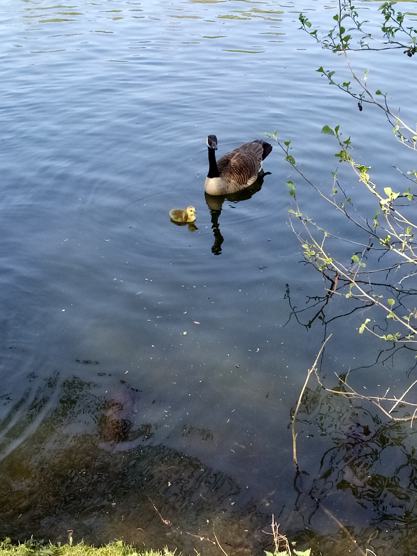 Tecklenburg -- Königssee -- Mutterfreuden