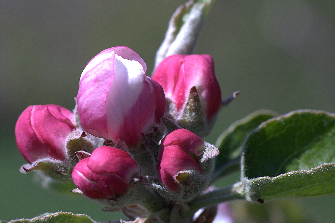 Tecklenburger Apfelblüte - einfach paradiesisch!