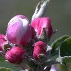 Tecklenburger Apfelblüte - einfach paradiesisch!