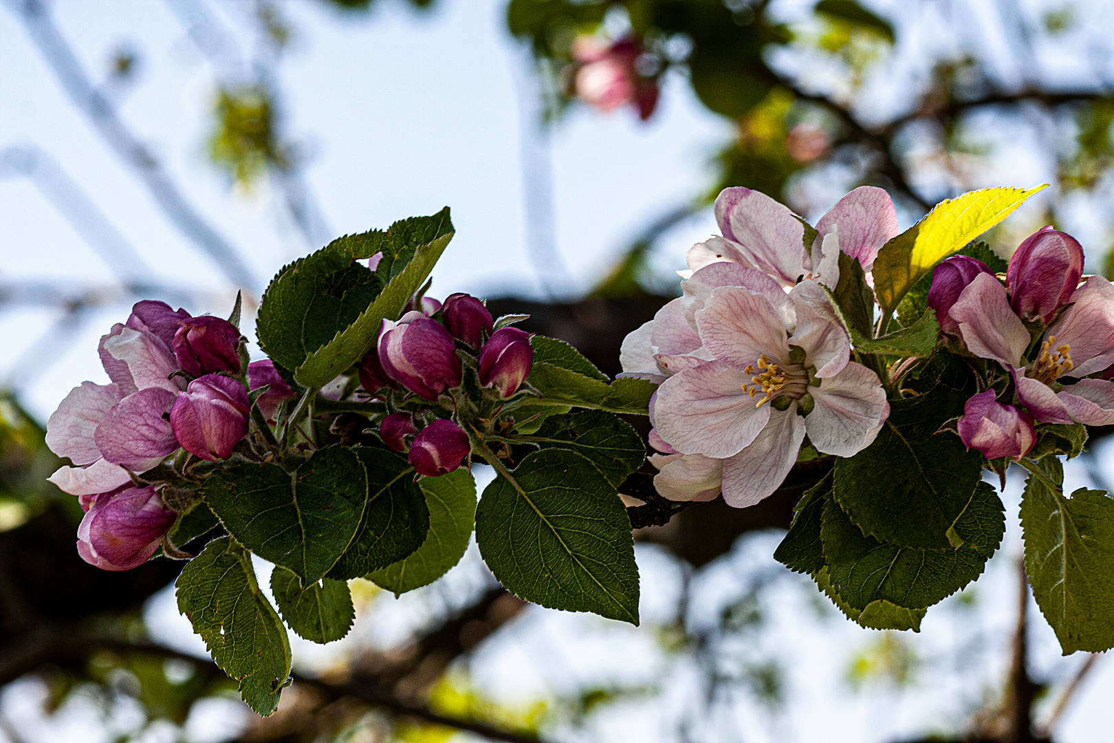 Tecklenburger Apfelblüte - einfach paradiesisch!