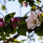 Tecklenburger Apfelblüte - einfach paradiesisch!