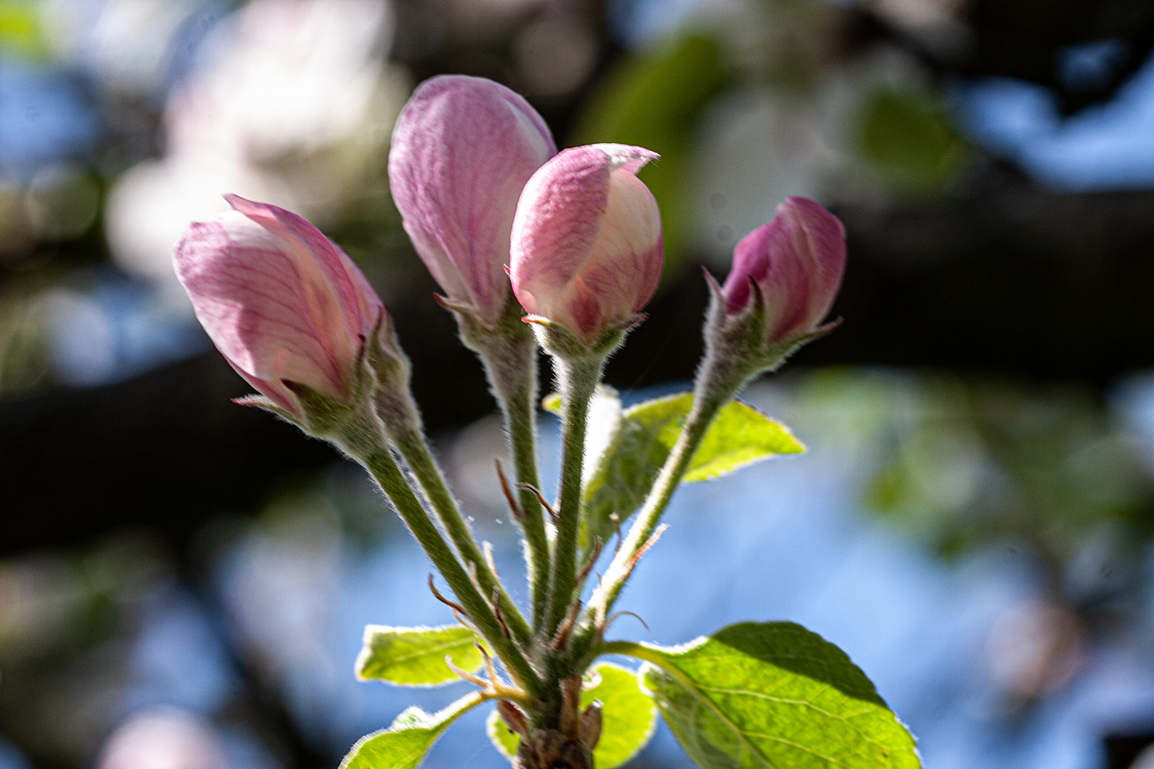 Tecklenburger Apfelblüte - einfach paradiesisch!