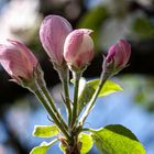 Tecklenburger Apfelblüte - einfach paradiesisch!