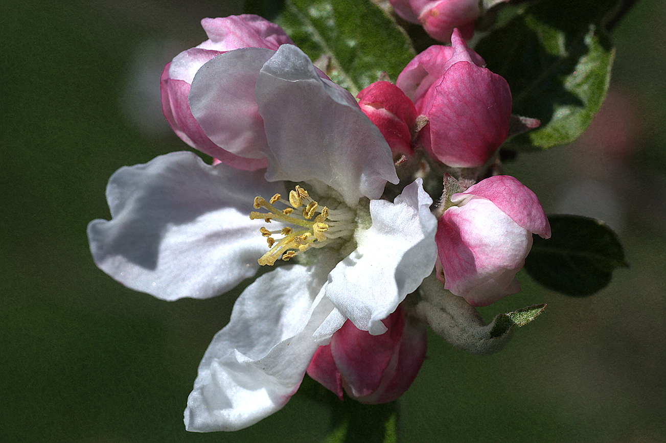 Tecklenburger Apfelblüte - einfach paradiesisch!
