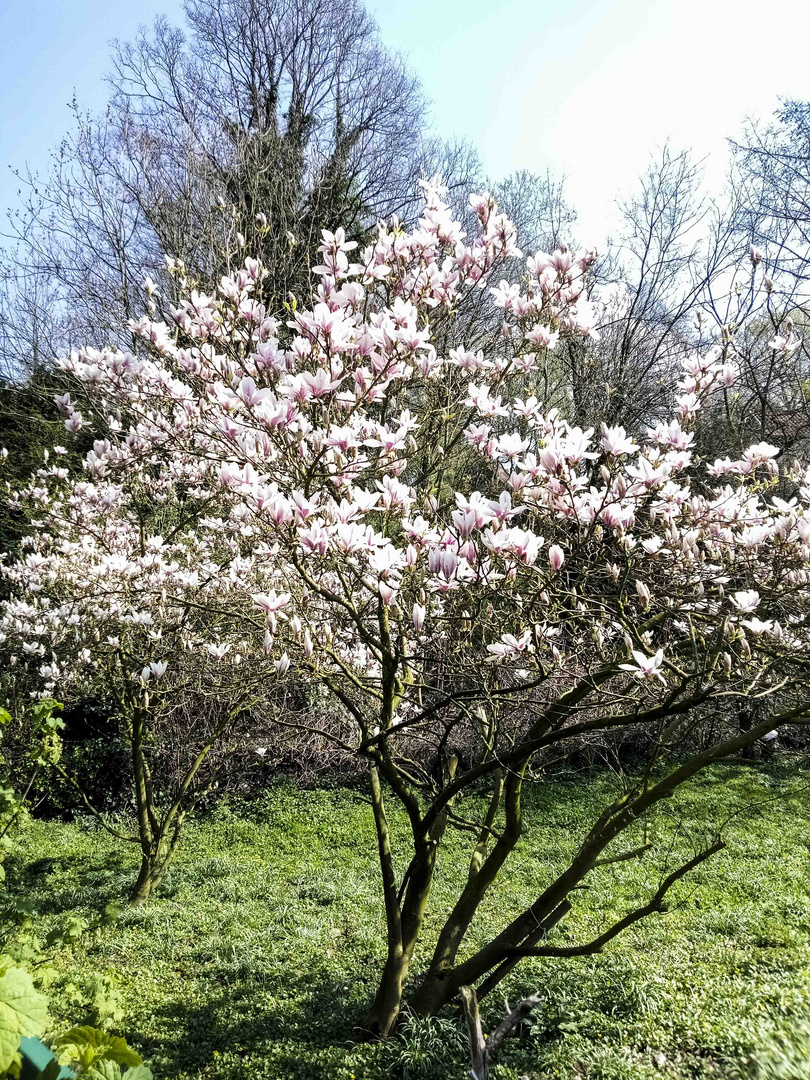 Tecklenburger Magnolienbaummeile