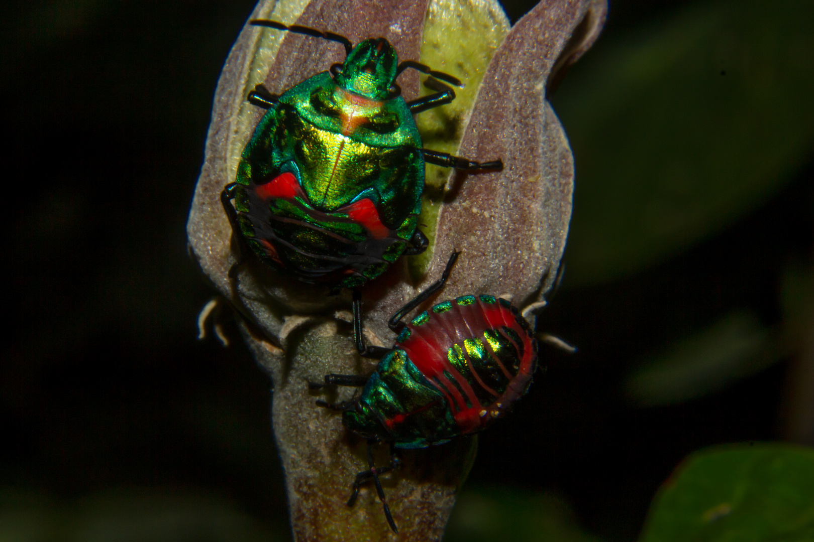 Tectocoris diophthalmus