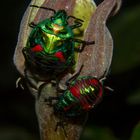 Tectocoris diophthalmus