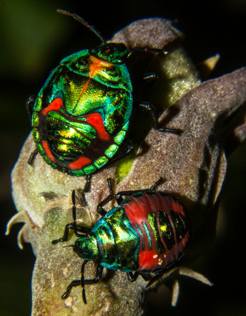 Tectocoris diophthalmus